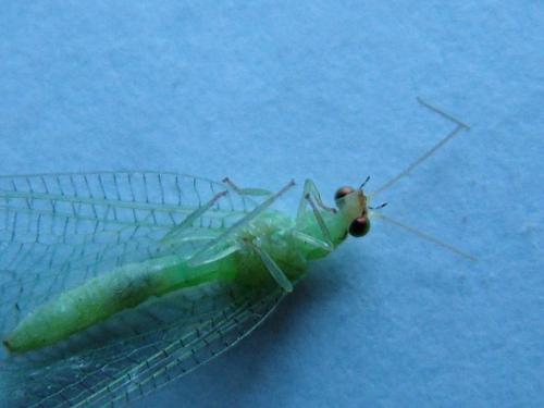 Chrysotropia ciliata